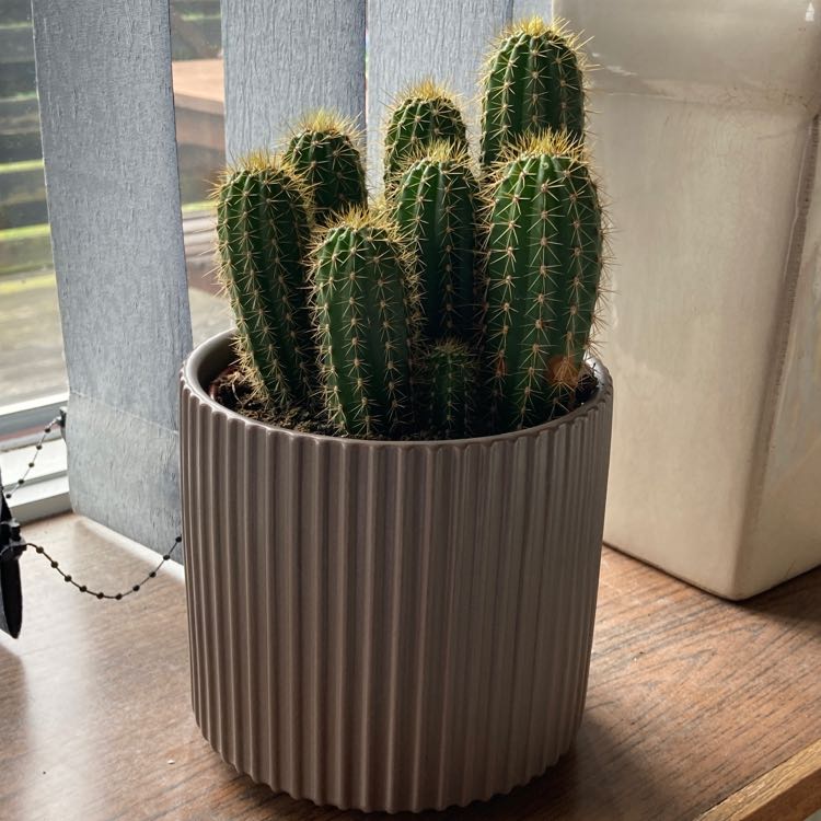 Potted Scarlet Hedgehog Cactus on a wooden surface near a window.