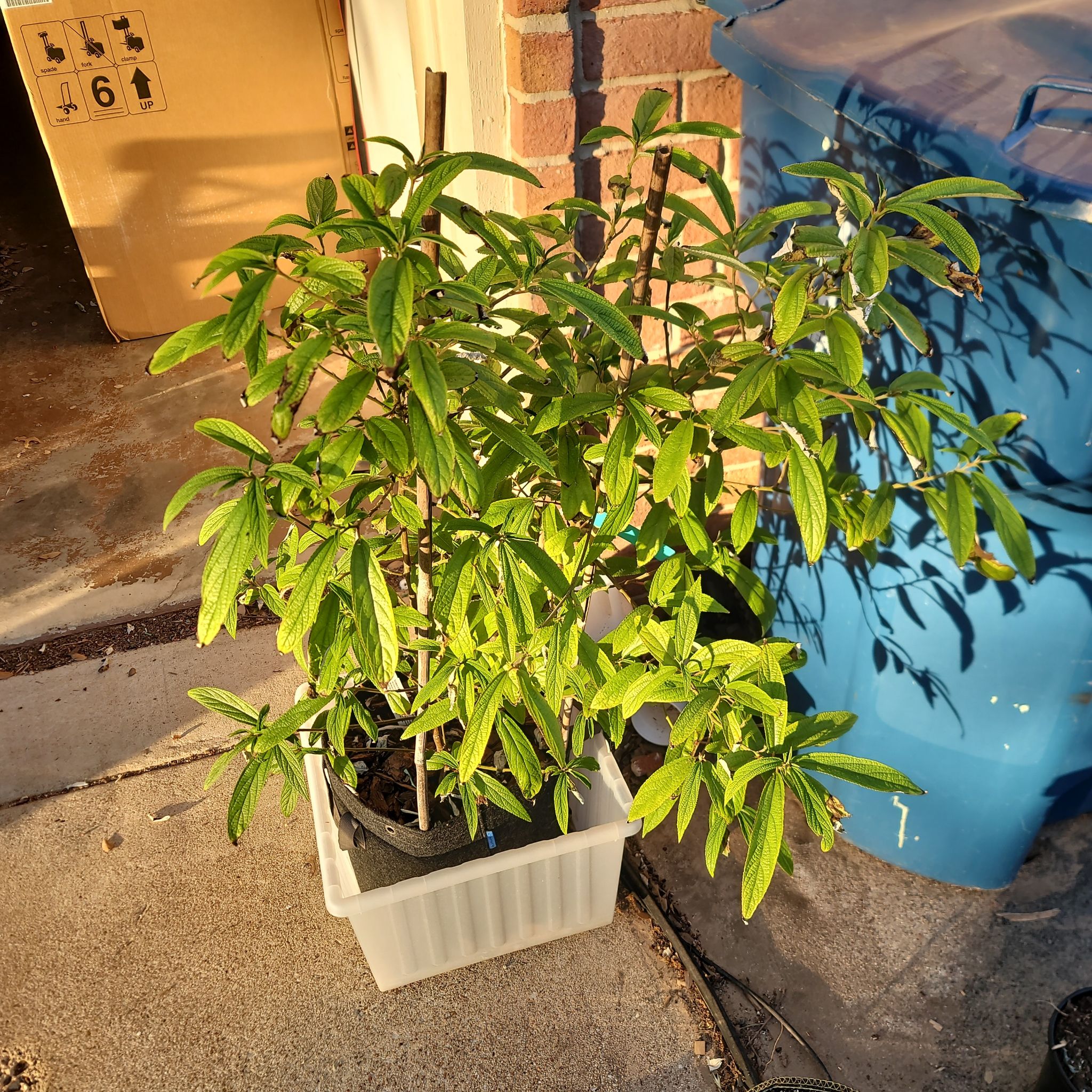 Photo of the plant species shui ma by @SnappyCooperi named Suhosine mulberry on Greg, the plant care app