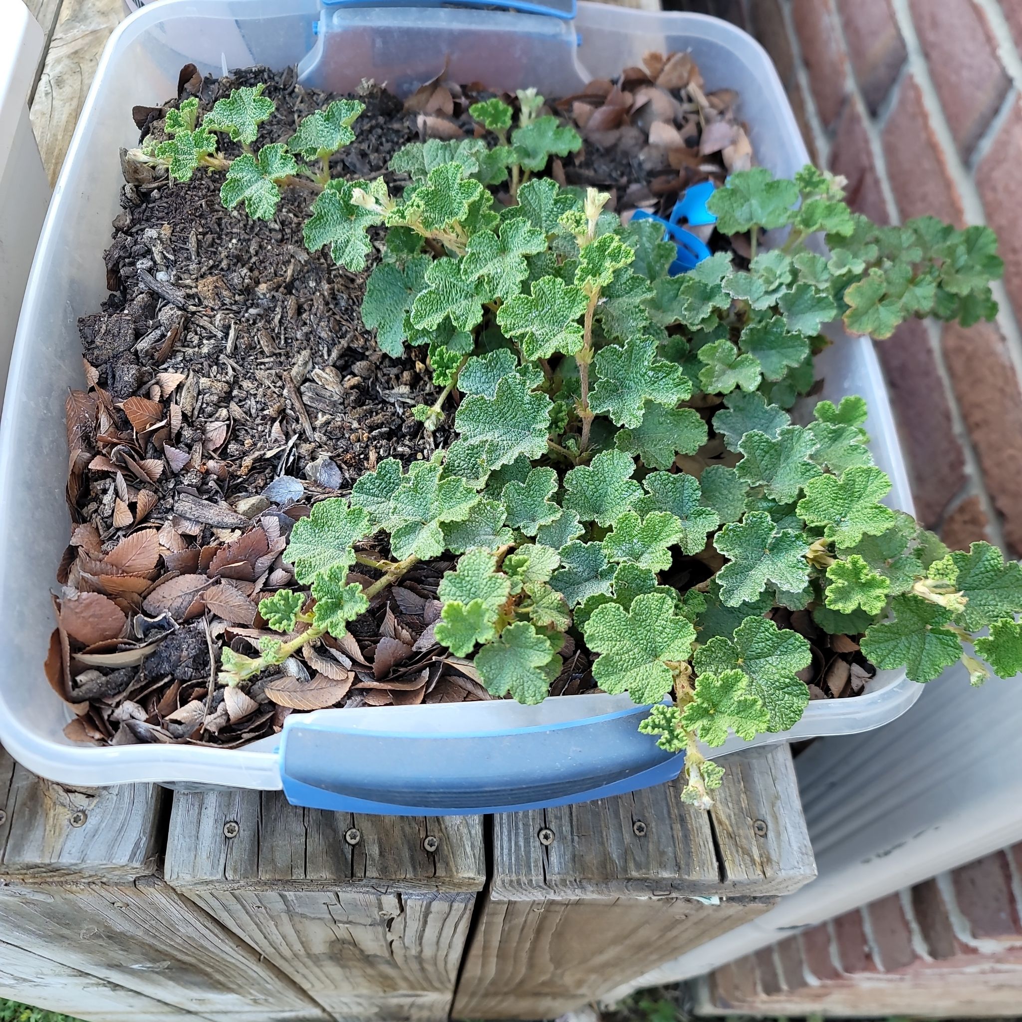 Photo of the plant species gao shan xuan gou zi by @SnappyCooperi named Carpet raspberry on Greg, the plant care app