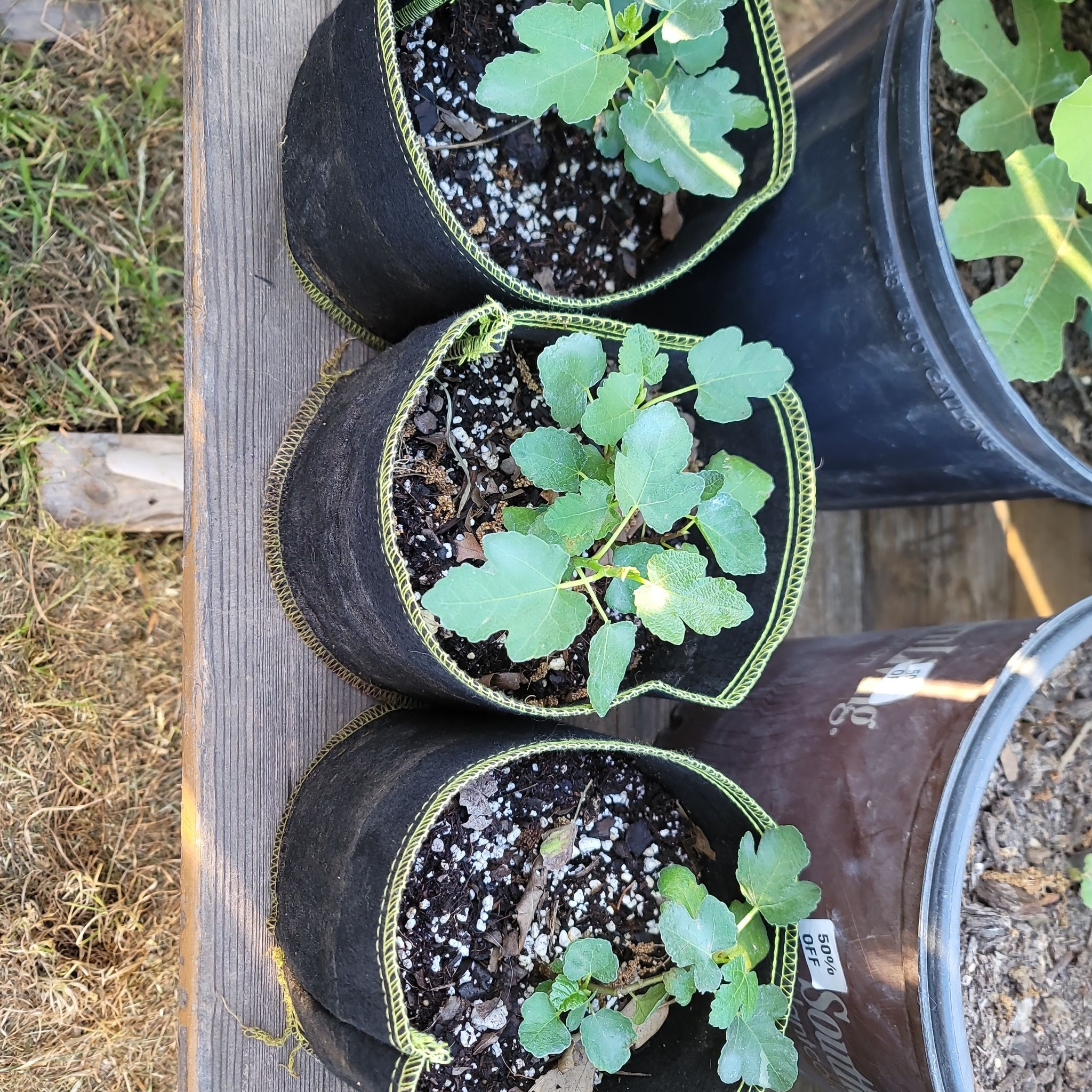 Photo of the plant species Figs by @SnappyCooperi named Olympian fig on Greg, the plant care app
