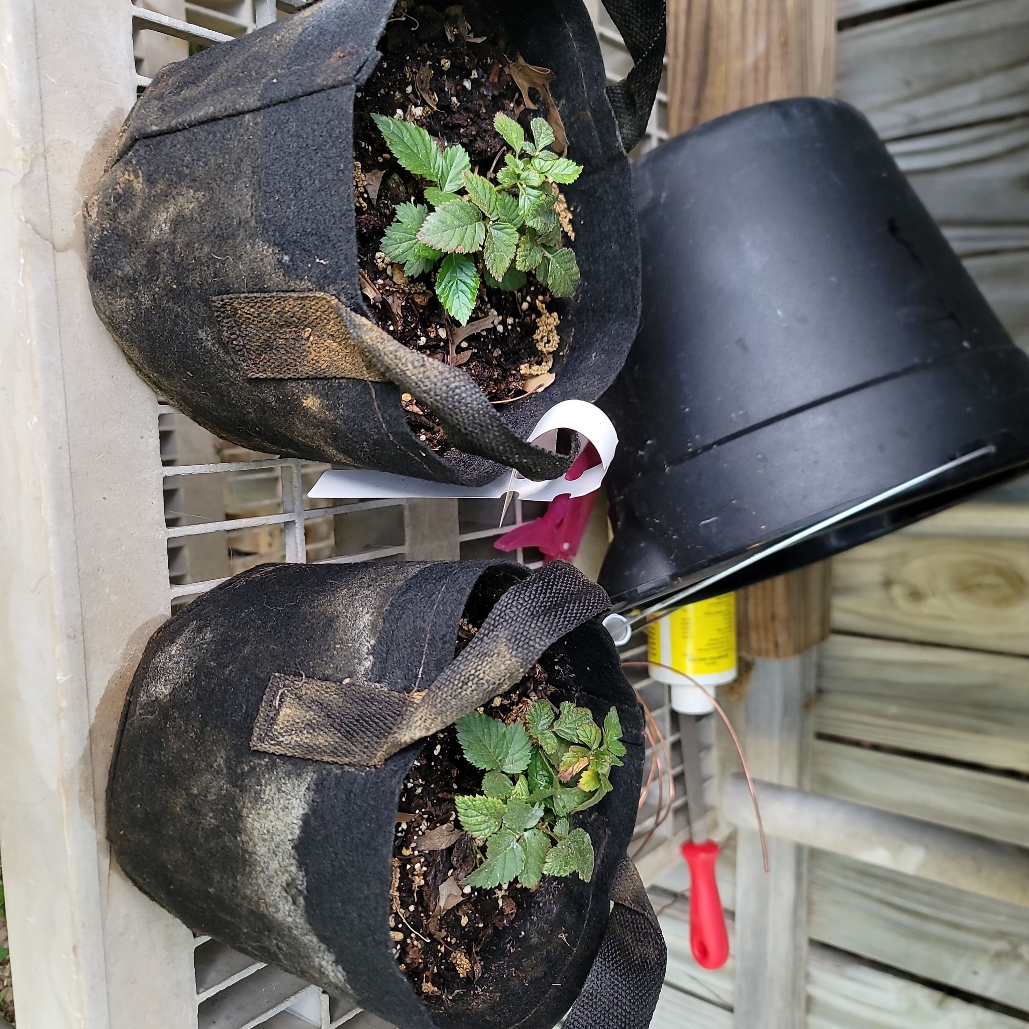 Photo of the plant species Dewberry by @SnappyCooperi named Boysenberry on Greg, the plant care app
