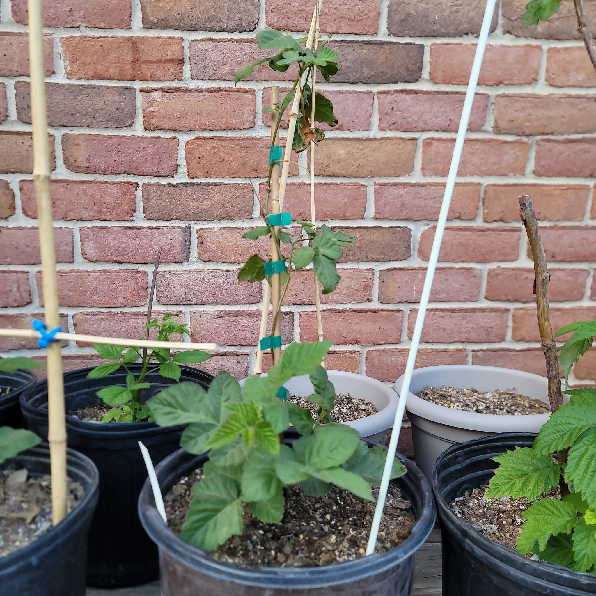 Photo of the plant species Loganberry plant by @SnappyCooperi named Loganberry on Greg, the plant care app