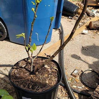 Brown Turkey Fig plant in Springtown, Texas