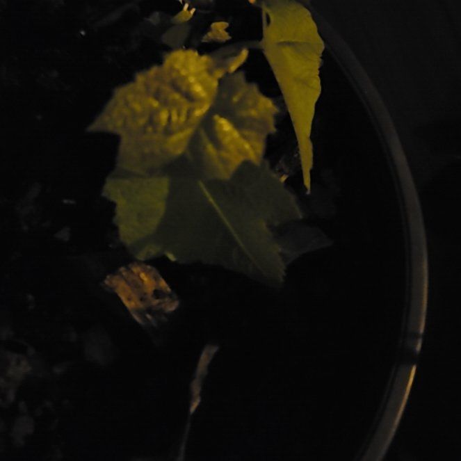 Photo of the plant species Mars Seedless Grape Vine by @SnappyCooperi named Thompson Seedless grape on Greg, the plant care app