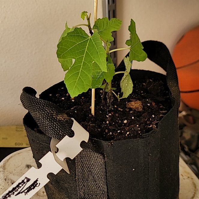 Photo of the plant species mission fig tree by @SnappyCooperi named Black mission on Greg, the plant care app