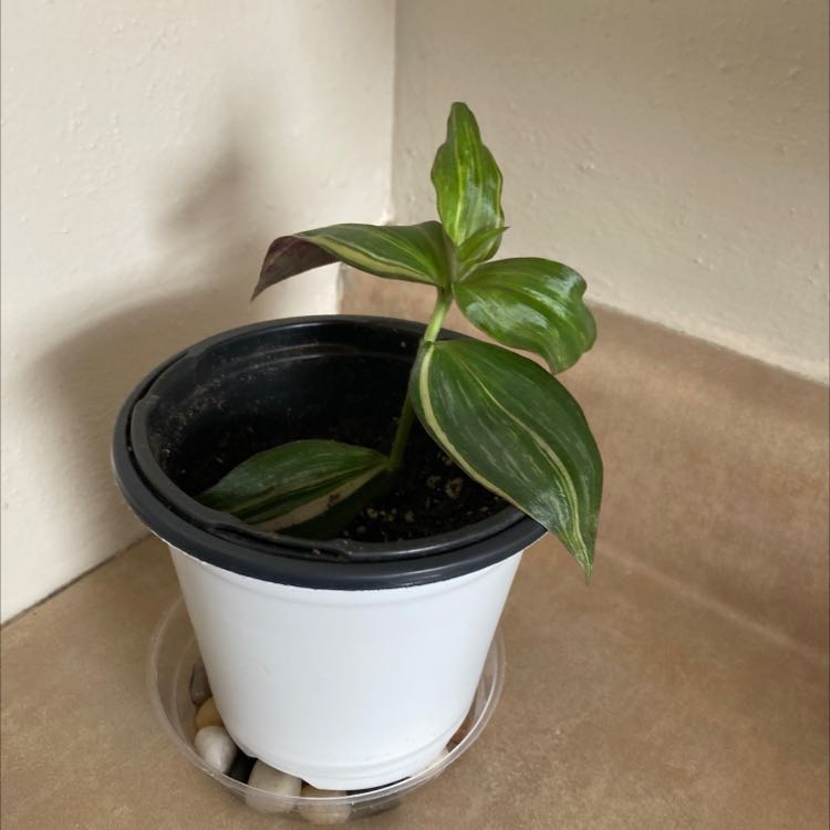 Potted Wandering Dude 'Burgundy' plant with green and burgundy leaves.