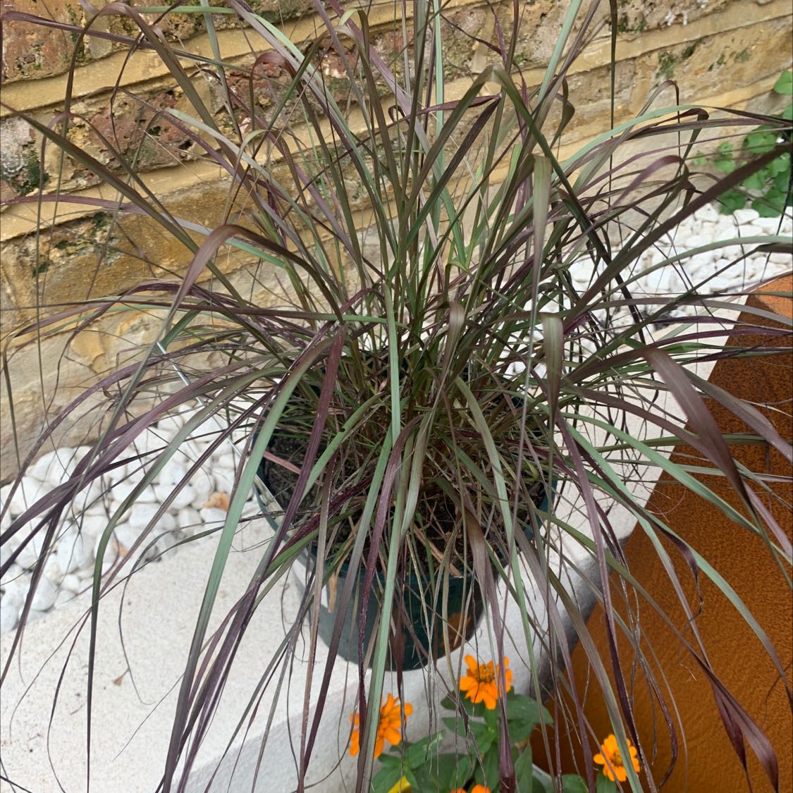 Crimson Fountaingrass plant in a pot with healthy, slender leaves.