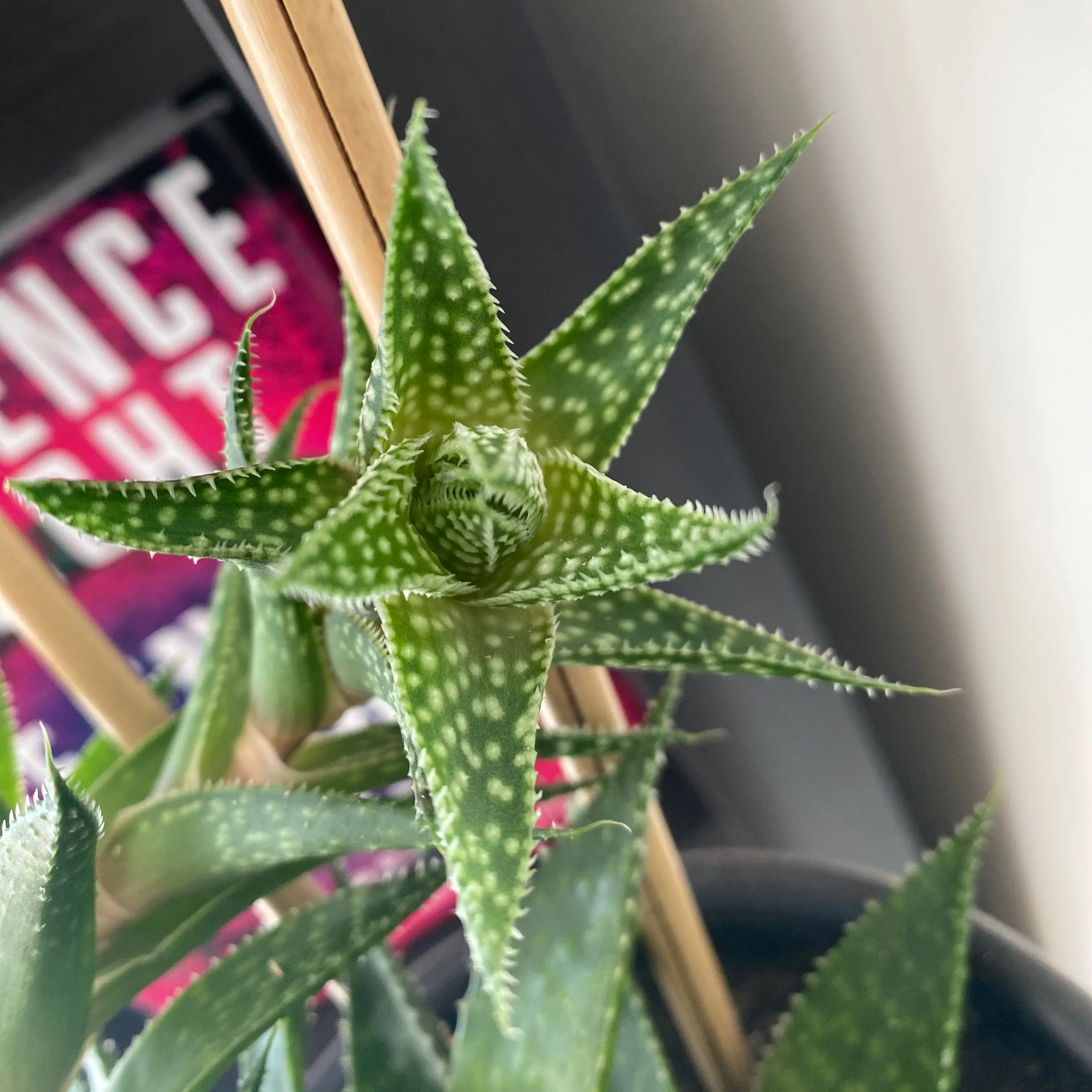 Photo of the plant species Gasteria 'Okavango' by @ela named Demogorgon on Greg, the plant care app
