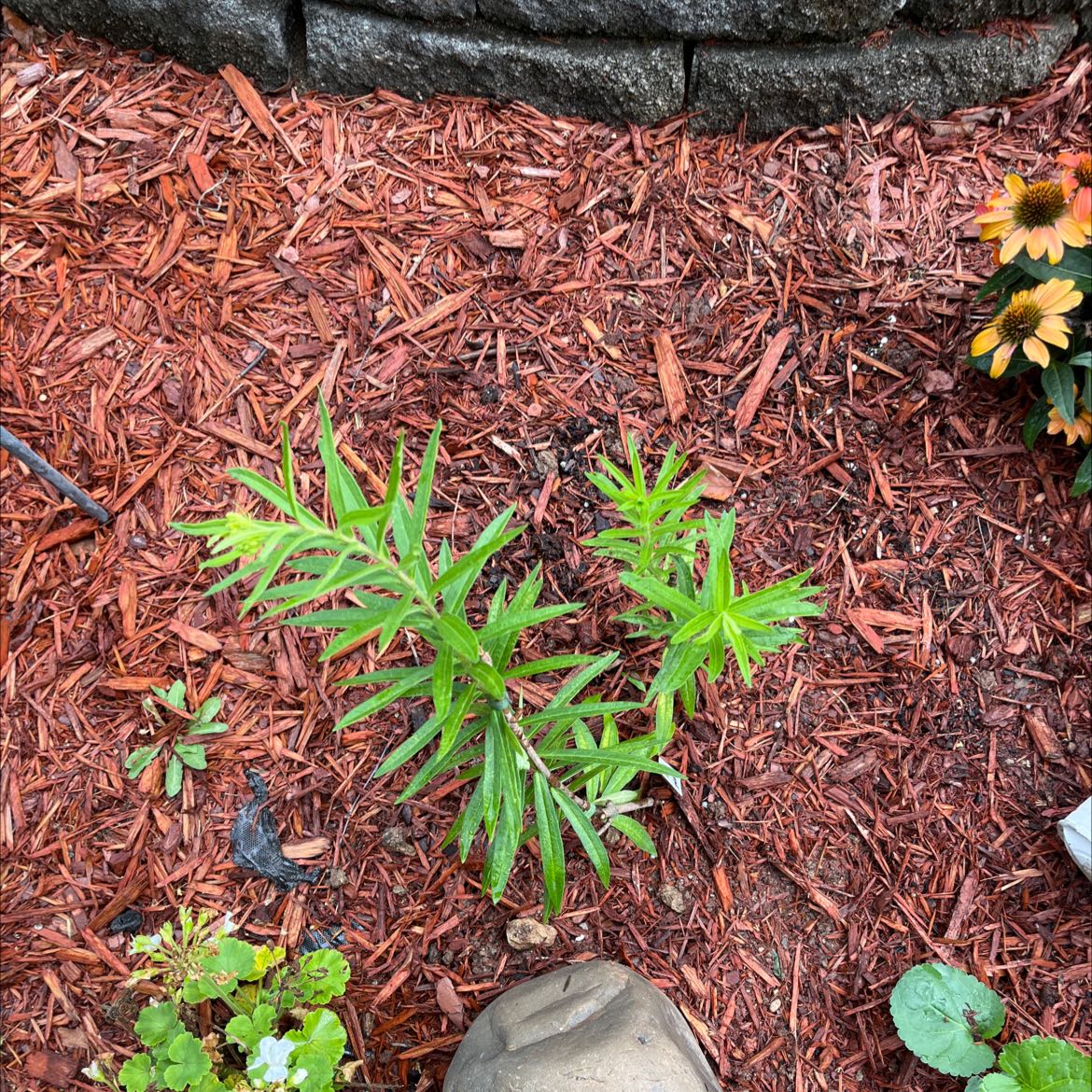 Young Rolfs' Milkweed plant in a garden bed with red mulch.