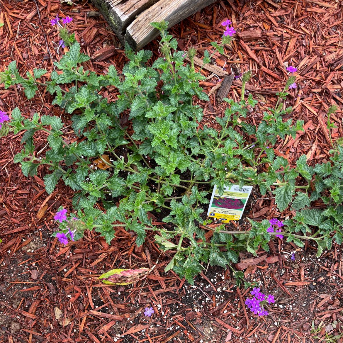 Photo of the plant species Rose Vervain by @NovelCactus named Your plant on Greg, the plant care app