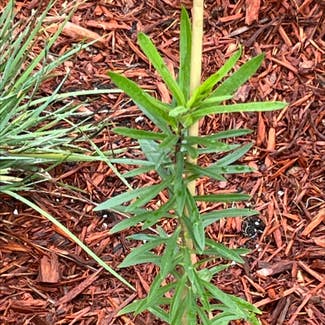 A plant in New Albany, Indiana