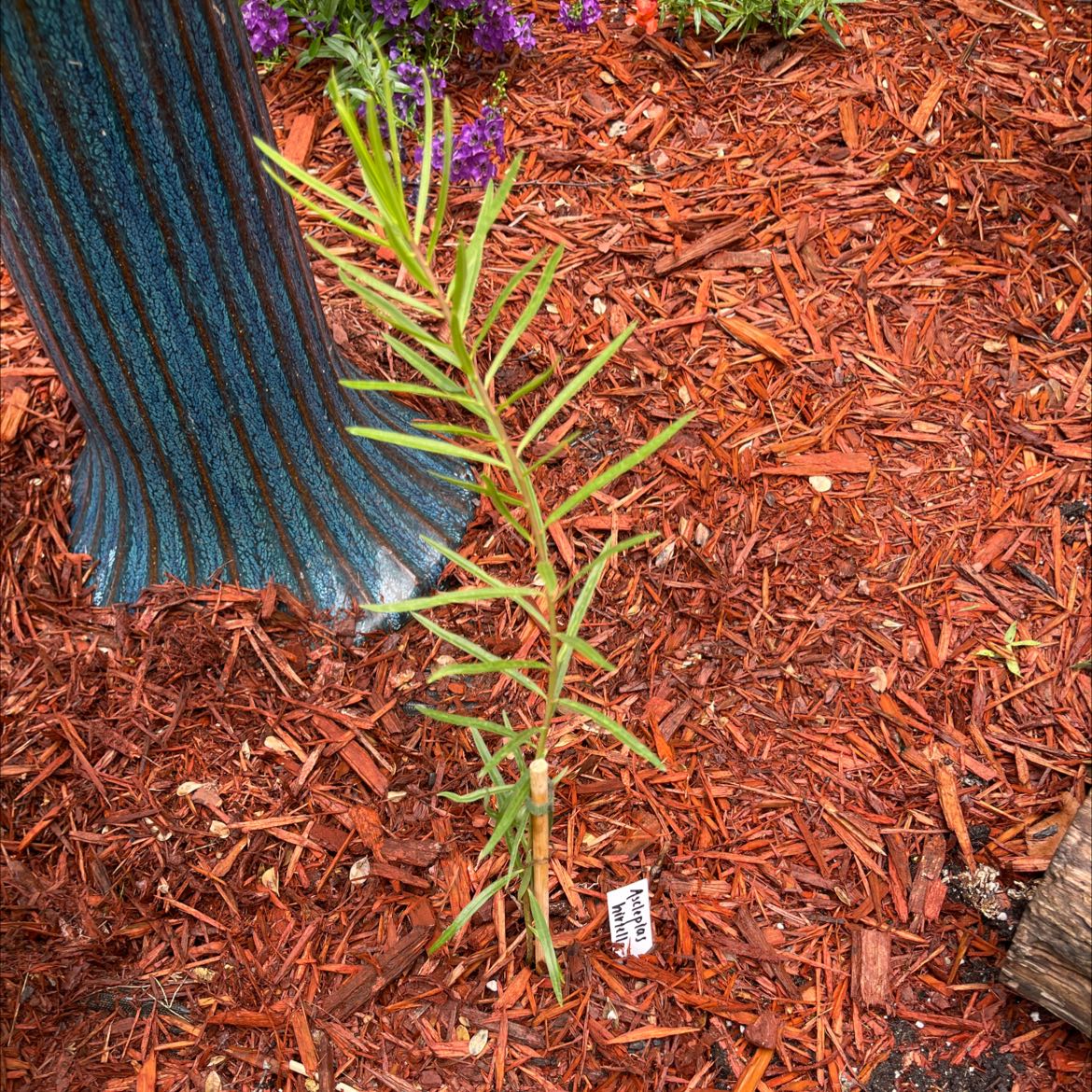 Photo of the plant species Prairie Milkweed by @NovelCactus named Your plant on Greg, the plant care app
