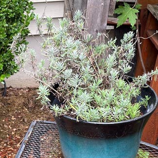 English Lavender plant in New Albany, Indiana
