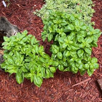 Sweet Basil plant in New Albany, Indiana