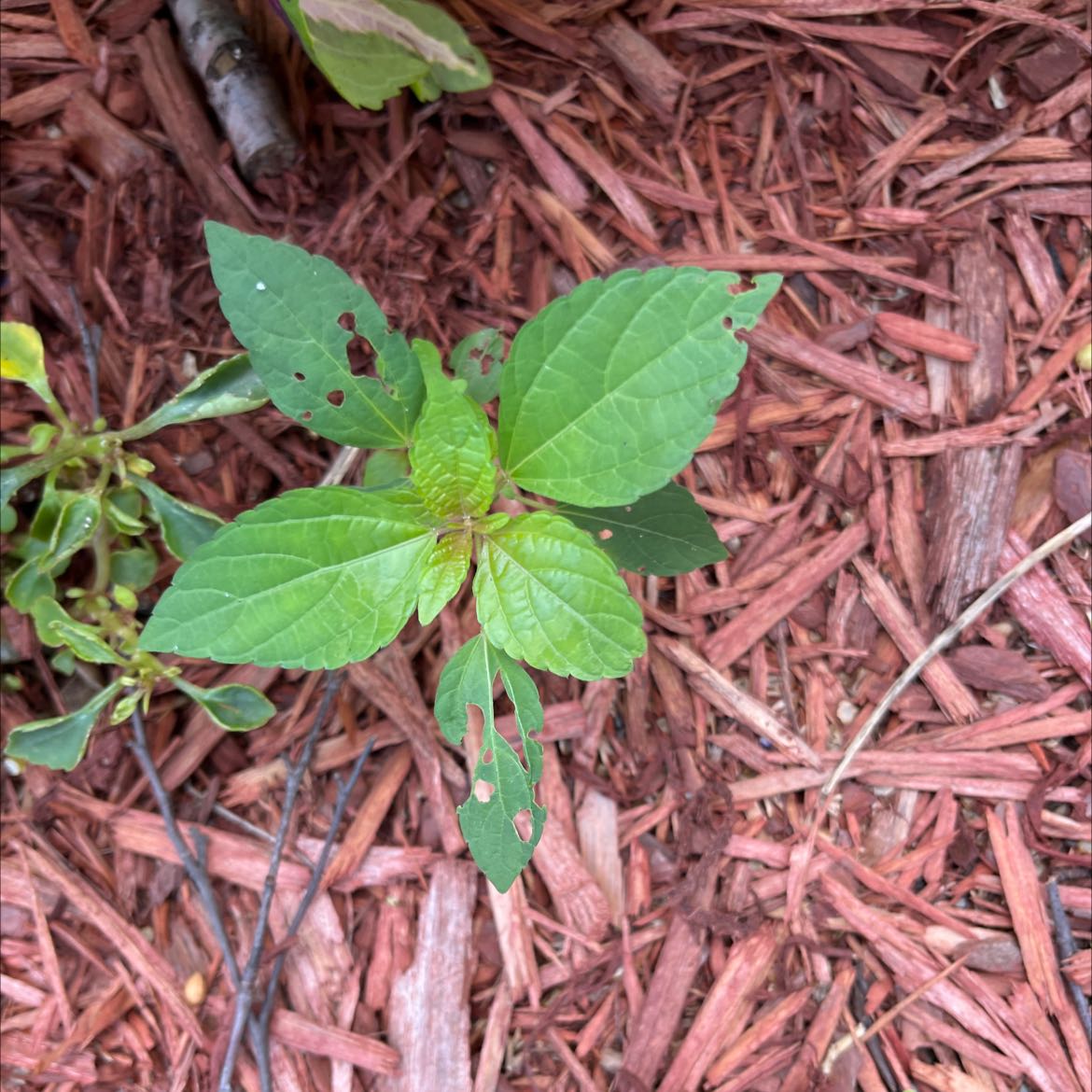 Photo of the plant species Acalypha Rhomboidea by @NovelCactus named Your plant on Greg, the plant care app