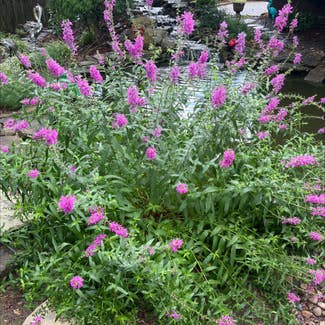 Purple Loosestrife plant in New Albany, Indiana