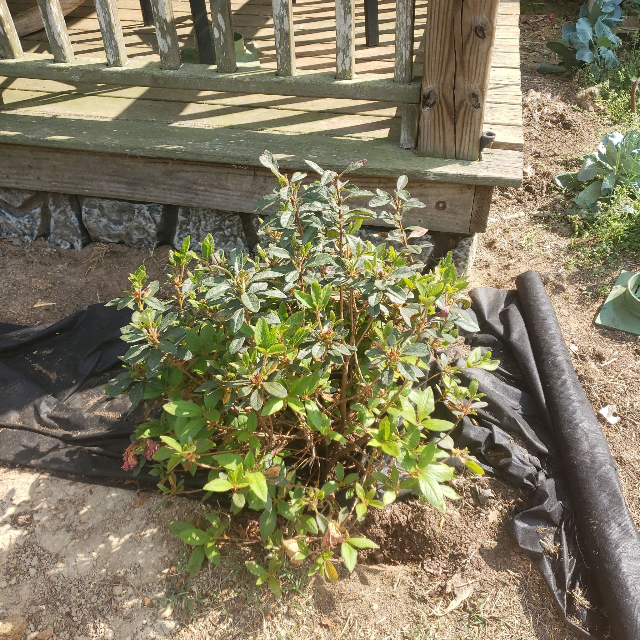 Photo of the plant species Azelea by @SweetBacchus named Azelea on Greg, the plant care app