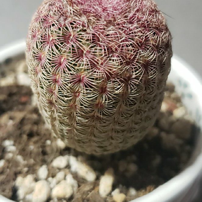 Photo of the plant species Rainbow Hedgehog Cactus 'Album' by @SweetBacchus named Rainbow hedgehog cactus on Greg, the plant care app