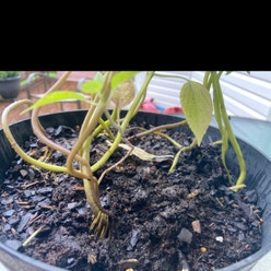 Chia plant