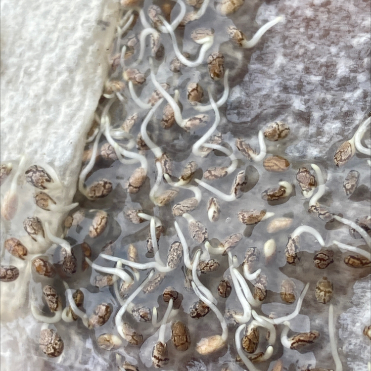 New chia seeds