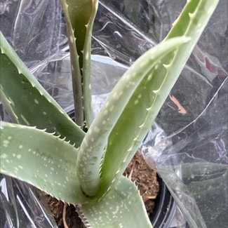 Aloe Vera plant in Ringgold, Georgia