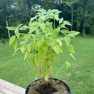 Chia plant in Ringgold, Georgia