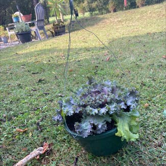 Wild Cabbage plant in Ringgold, Georgia