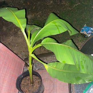 Banana plant in Ringgold, Georgia