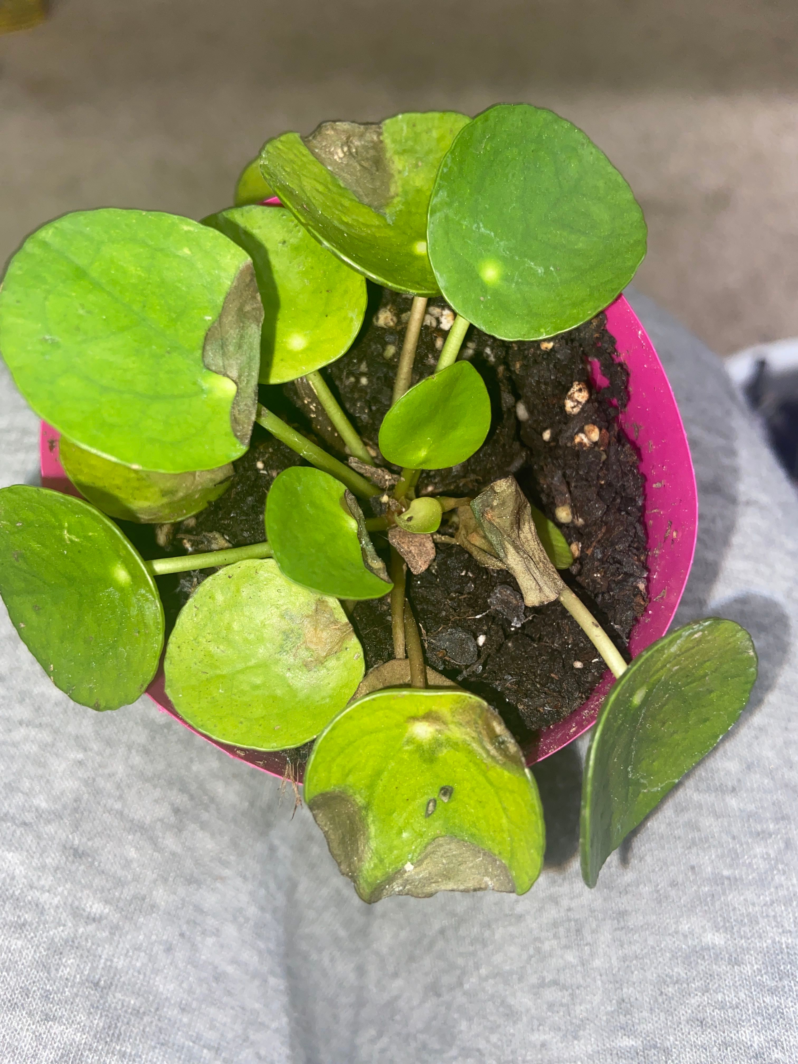 Chinese money plant dying!!