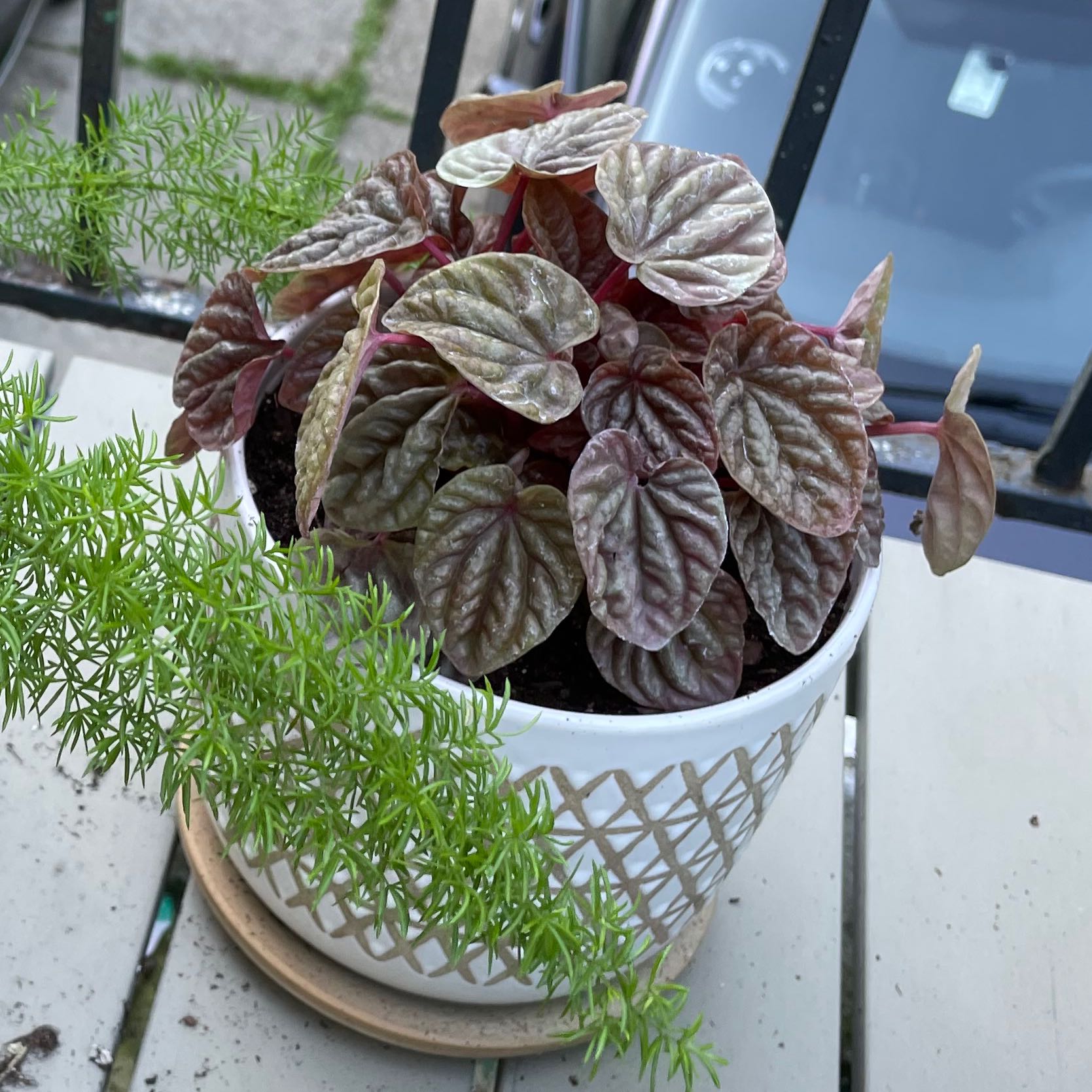 Photo of the plant species Radiator Plant 'Quito' by @PluckyAllspice named Quito on Greg, the plant care app