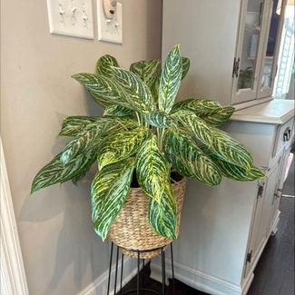 Chinese Evergreen 'Golden Madonna' plant in Mt. Juliet, Tennessee