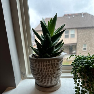 Tiger Tooth Aloe plant in Mt. Juliet, Tennessee