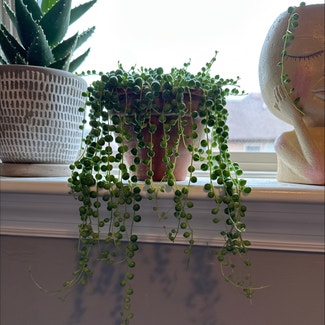 String of Pearls plant in Mt. Juliet, Tennessee