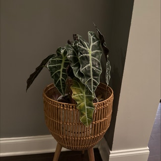 Alocasia Polly Plant plant in Mt. Juliet, Tennessee