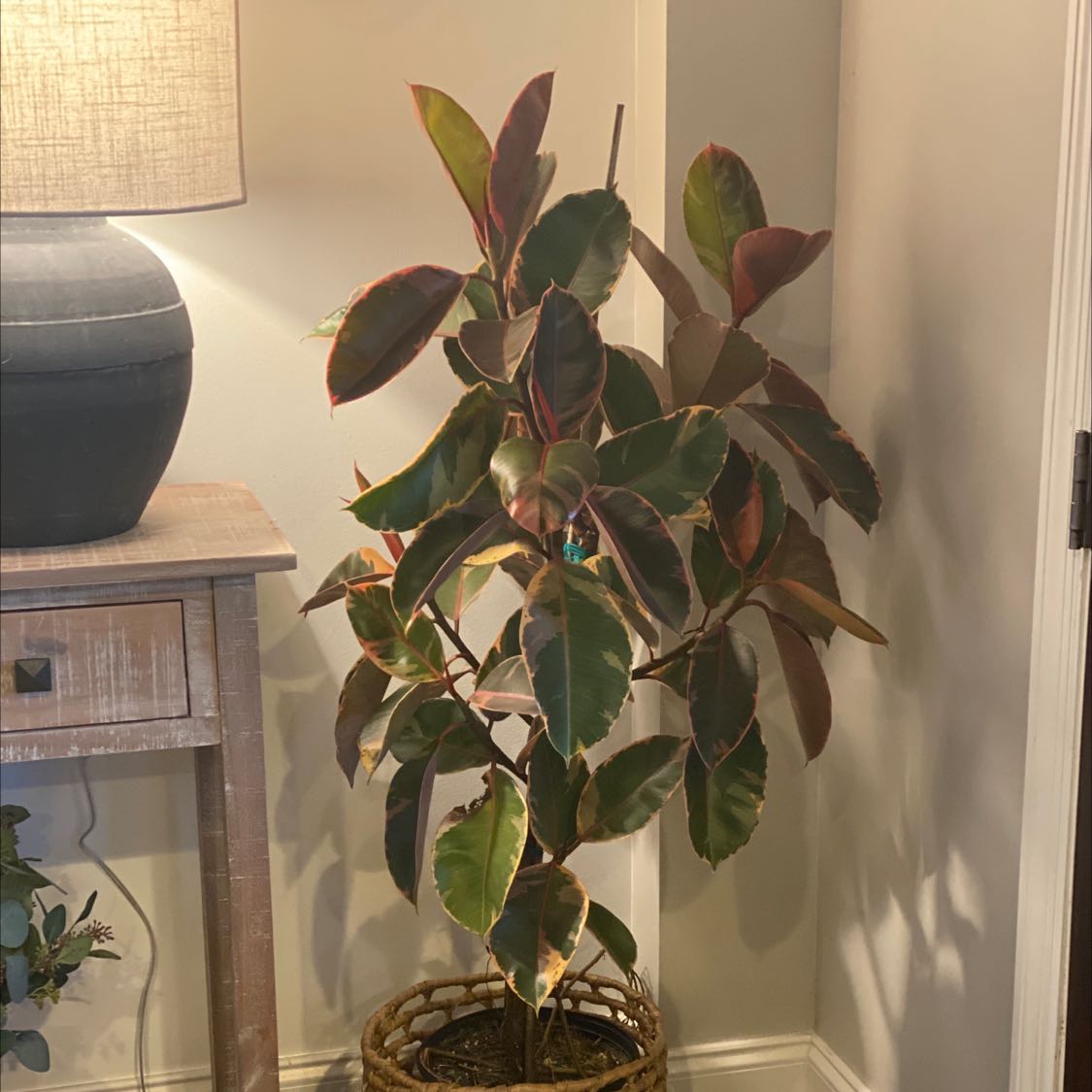 Ruby Red Ficus