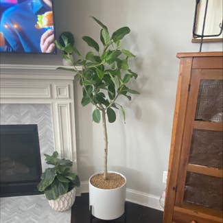 Audrey Ficus plant in Mt. Juliet, Tennessee