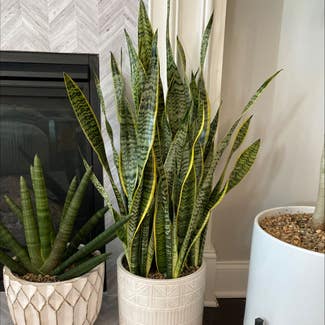 Snake Plant plant in Mt. Juliet, Tennessee