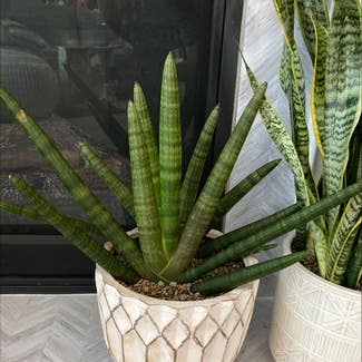 Snake Plant plant in Mt. Juliet, Tennessee