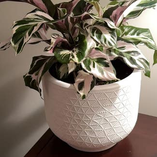 Calathea 'White Fusion' plant in Mt. Juliet, Tennessee