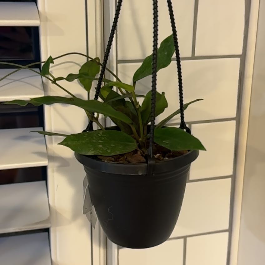 Photo of the plant species Hoya Patricia by @Elliegrace named Hoya Patricia on Greg, the plant care app
