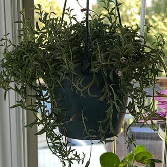 String of Dolphins plant in Mt. Juliet, Tennessee