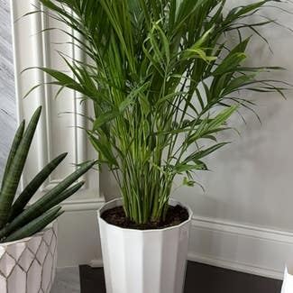 Cat Palm plant in Mt. Juliet, Tennessee