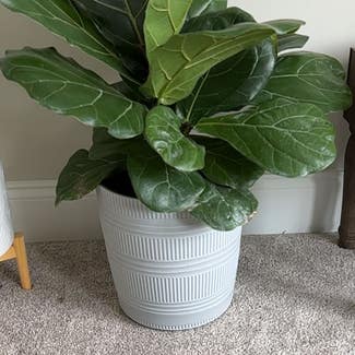 Fiddle Leaf Fig plant in Mt. Juliet, Tennessee