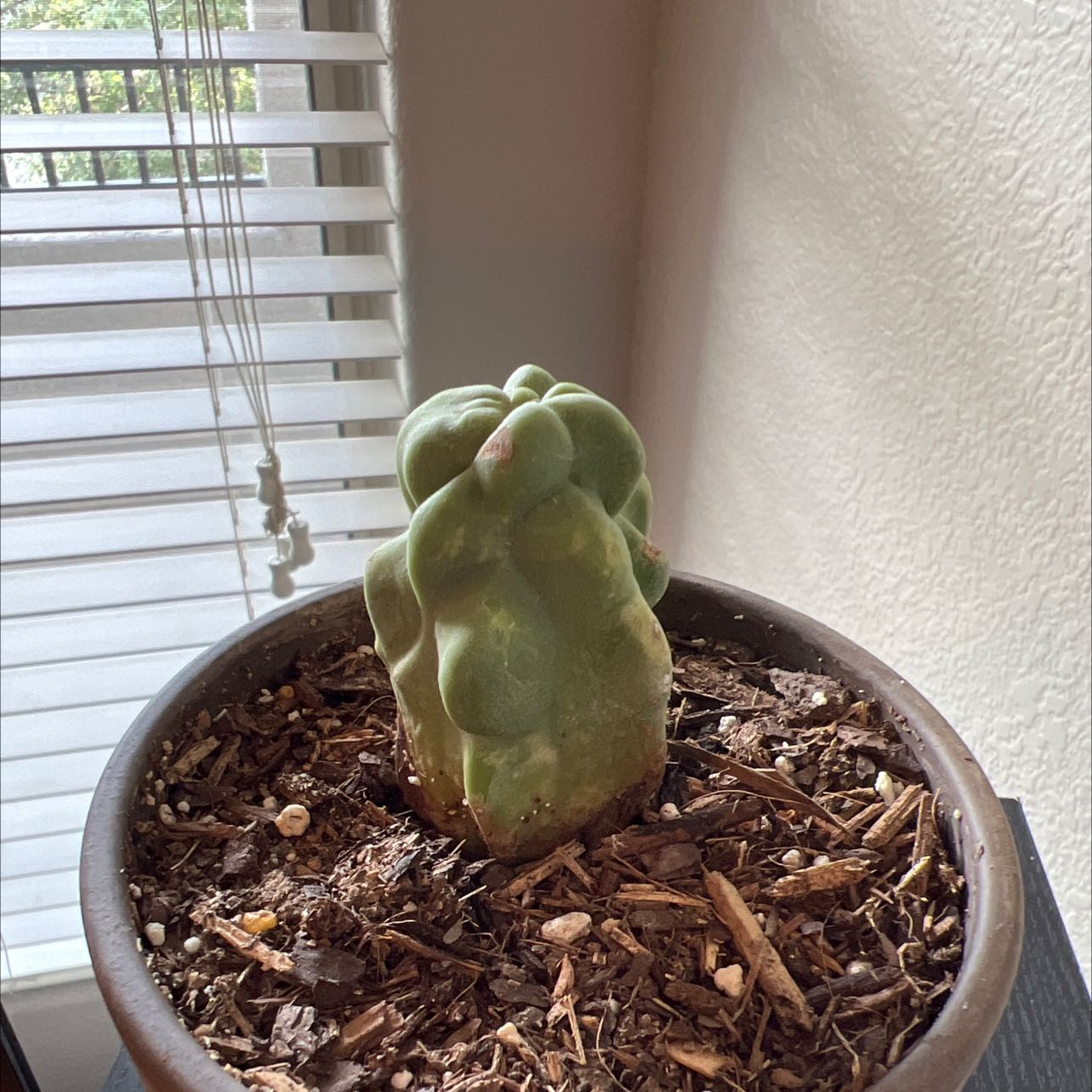 Photo of the plant species Spiral Totem Pole Cactus by @ProfuseBogarum named Duke on Greg, the plant care app