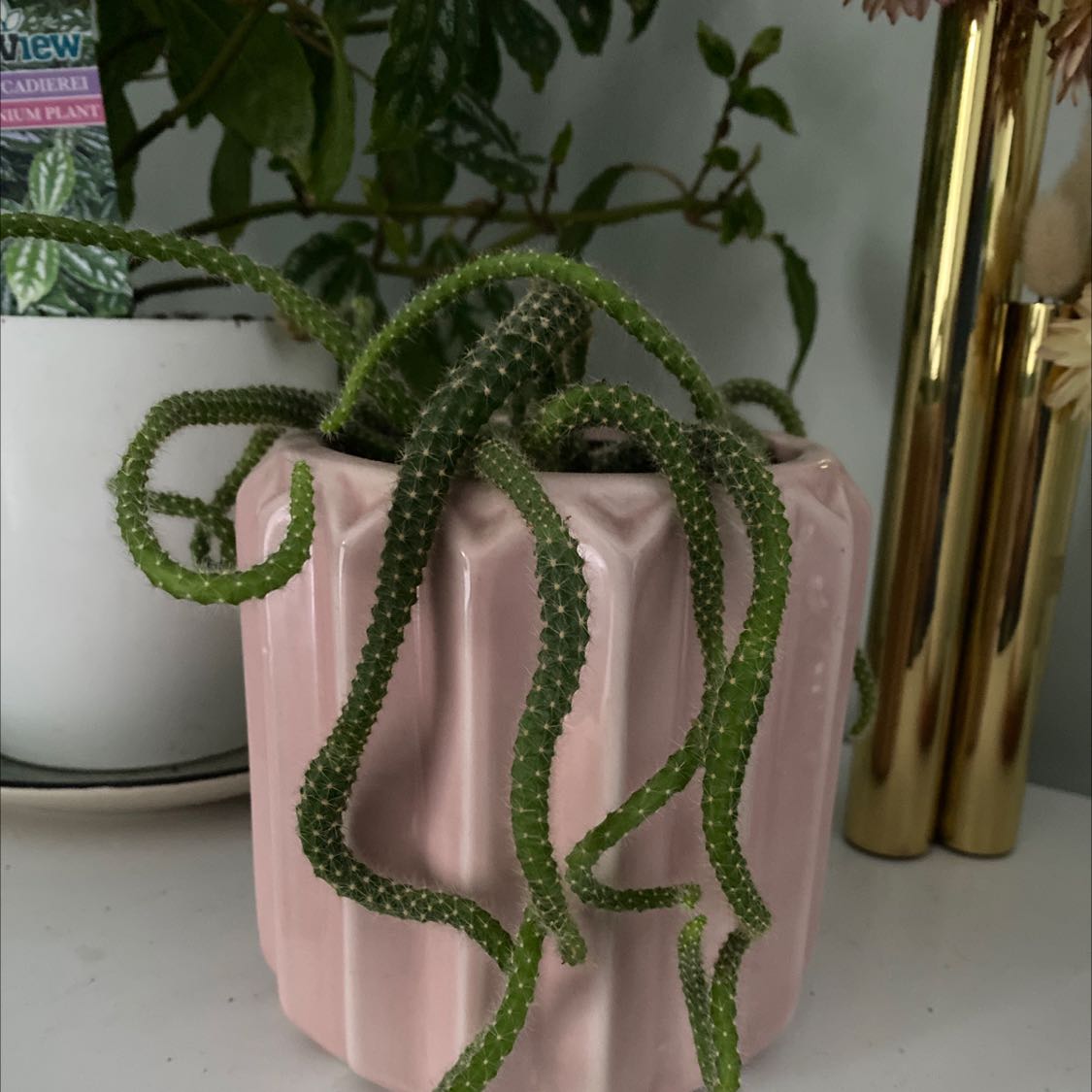 Photo of the plant species Queen of the Night by @NewDodder named Darwin on Greg, the plant care app