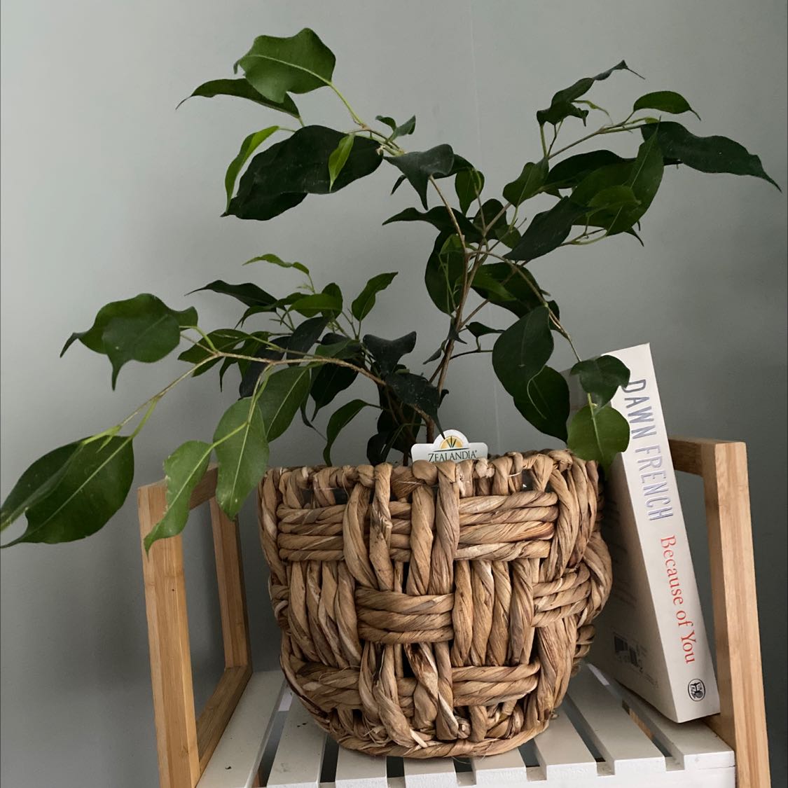 Photo of the plant species Weeping Fig by @NewDodder named Danielle on Greg, the plant care app