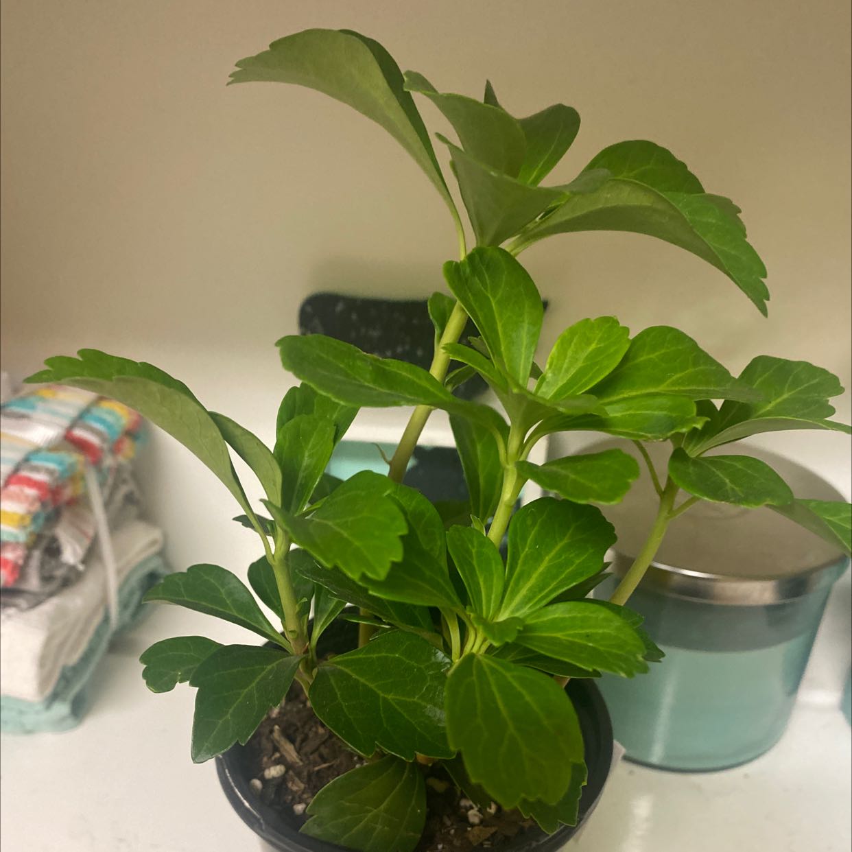 Healthy Japanese Spurge plant in a small pot with green leaves.