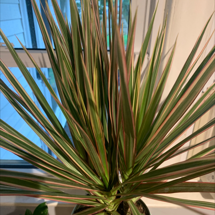 Dracaena marginata 'Bicolor' plant with green and reddish striped leaves in front of a window.