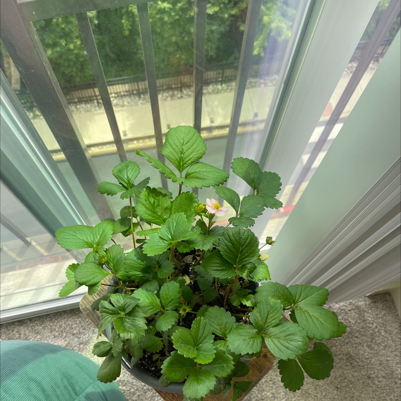 Healthy Mock Strawberry plant near a window with green leaves and visible soil.