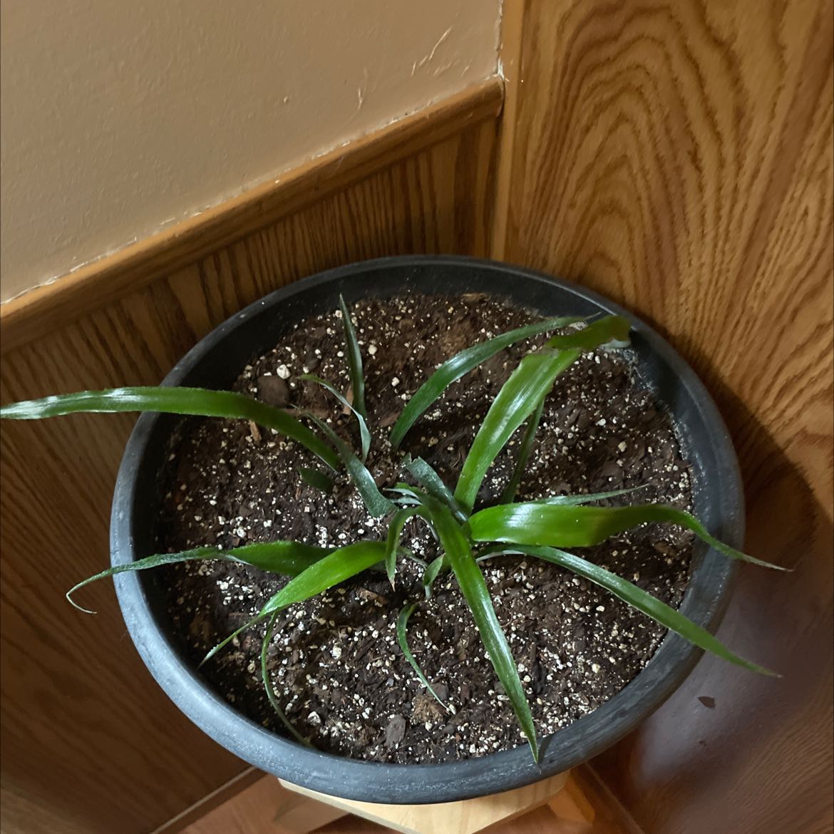 Potted Queen's Tears plant with long, narrow green leaves and visible soil.